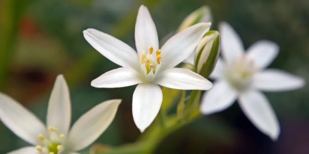 kvetiny bachovy esence 1200