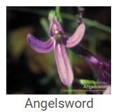 Australské essence - Angelsword