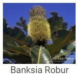 Australské essence - Banksia Robur