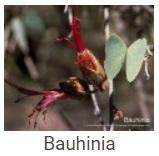 Australské essence - Bauhinia