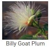Australské essence - Billy Goat Plum