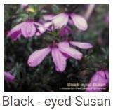 Australské essence - Black - eyed Susan