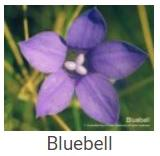 Australské essence - Bluebell