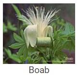 Australské essence - Boab