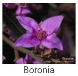 Australské essence - Boronia
