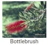 Australské essence - Bottlebrush