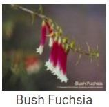 Australské essence - Bush Fuchsia