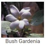 Australské essence - Bush Gardenia
