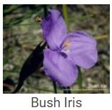 Australské essence - Bush Iris