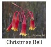 Australské essence - Christmas Bell