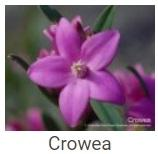 Australské essence - Crowea
