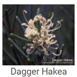 Australské essence - Dagger Hakea