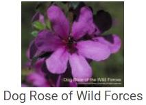 Australské essence - Dog Rose of Wild Forces