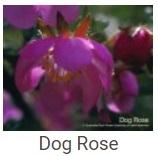 Australské essence - Dog Rose