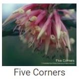 Australské essence - Five Corners