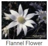 Australské essence - Flannel Flower