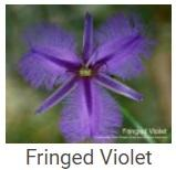 Australské essence - Fringed Violet