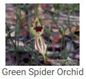 Australské essence - Green Spider Orchid