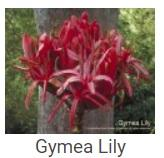 Australské essence - Gymea Lily