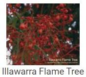 Australské essence - Illawarra Flame Tree