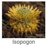 Australské essence - Isopogon