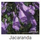 Australské essence - Jacaranda