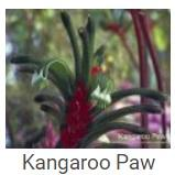 Australské essence - Kangaroo Paw