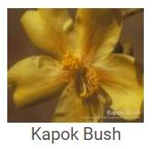 Australské essence - Kapok Bush