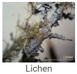 Australské essence - Lichen