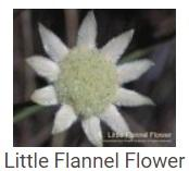 Australské essence - Little Flannel Flower