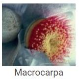 Australské essence - Macrocarpa