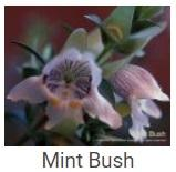 Australské essence - Mint Bush