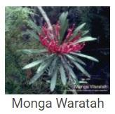 Australské essence - Monga Waratah