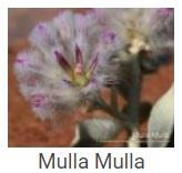 Australské essence - Mulla Mulla