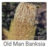Australské essence - Old Man Banksia