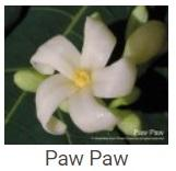 Australské essence - Paw Paw