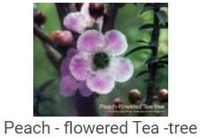 Australské essence - Peach - flowered Tea -tree