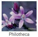 Australské essence - Philotheca