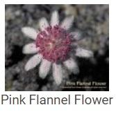 Australské essence - Pink Flannel Flower