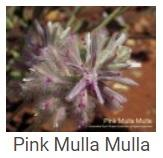 Australské essence - Pink Mulla Mulla