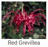 Australské essence - Red Grevillea