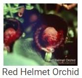 Australské essence - Red Helmet Orchid