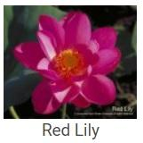 Australské essence - Red Lily
