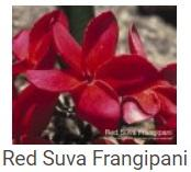 Australské essence - Red Suva Frangipani