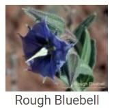 Australské essence - Rough Blubell