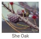 Australské essence - She Oak