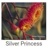 Australské essence - Silver Princess