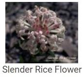 Australské essence - Slender Rice Flower