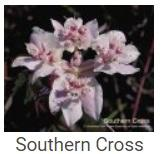 Australské essence - Southern Cross