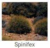 Australské essence - Spinifex